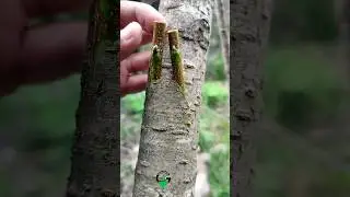 Grafting peach tree in spring #graftingtechniques #gqrdeningideas