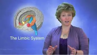 Limbic System