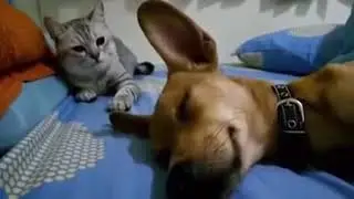 СПИТ ПЕРДИТ РАЗДРАЖАЕТ)))))  Dog Sleep Farting Makes Cat Angry