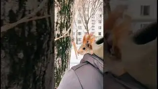 Белка живет в капюшоне😂 #funny  #fun #shorts #youtubeshorts #funnyvideo #squirrel