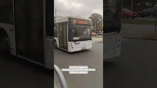 Респект водителю автобуса мАз 203 №10 АМ 1473-6 поморгал фарами