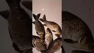 .Свеженький карась на жареху.