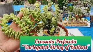 Crassula Perforata 