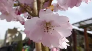 Cherry Tree Flowers - Prunus Accolade - Heggur - Skrautrunnar - Bl&oacute;mstrandi tr&eacute;
