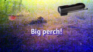pike fishing Big perch!🐊🎣🎥 #pikefishing   #fishing   #esox   #bigpike    #perch  #irishpiker