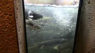 Capilano Salmon Hatchery