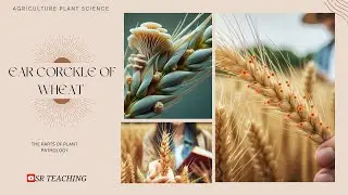 ALTERNARIA LEAF BLIGHT OF WHEAT