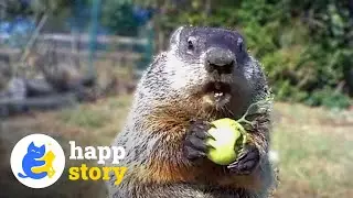 Chunk the Groundhog: A Garden's Unlikely Friend! 🐹💚| HAPP