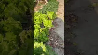 vegetable garden #geme #composting #gardeningtips #sustainability #zerowaste #savesoil