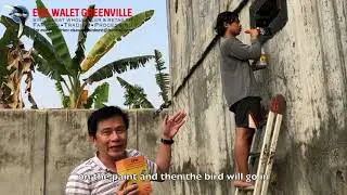 GUIDE TO USE SWALLOW STIMULANT PAINT CPW