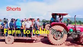 Farm to table 3 / my farm / От фермы к столу 3 / моя ферма