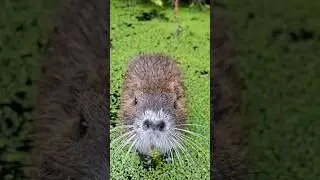 Nutria Jump🦫 #animals #cute  #sweet #nutrias #fishing #angeln #nature #outdoors #hamburg #bille