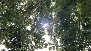Copper beech - branches, twigs & leaves in the sun - September 2025
