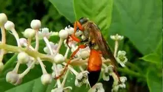 Sphex ichneumoneus