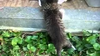 Kitten Jump Fail With Music