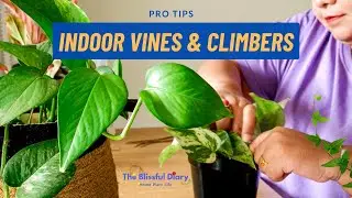 Struggling With Indoor Vines? My SECRET TIPS To Bushy Vining Plants | Make Hanging Plants Thriving