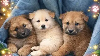 Những Ch&uacute; Ch&oacute; Con &ETH;&aacute;ng Y&ecirc;u Phần 10 - Baby Cute Dog