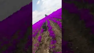 my  field  purple  land