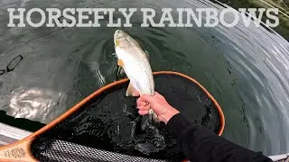 Fly Fishing for Aggressive Horsefly Rainbow Trout  