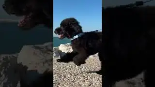 Pet Dog Slow Motion #pets #trending #viral #funny #shorts #animals