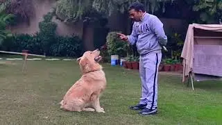 Cute golden retriever puppy Training 😍 #goldenretriever #puppy #training #dogtraining #dog 