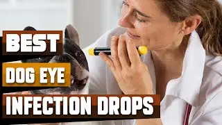 Best Dog Eye Infection Drop In 2026 - Top 10 Dog Eye Infection Drops Review