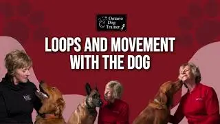 Mastering Loops & Movement: Leash Handling for Real-Life Walks