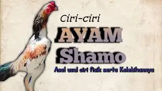 AYAM SHAMO CIRI FISIK SERTA KARAKTERISTIK