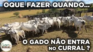 OQUE FAZER QUANDO O GADO N&Atilde;O ENTRA NO CURRAL? MANEJO DE VACAS NELORE
