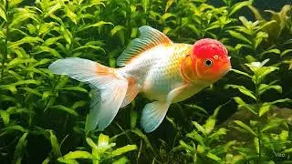 a beautiful red cap oranda goldfish swimming among lush green. | Veo 3 videos