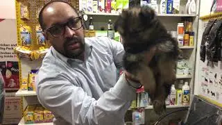 German Shepard Tips | GSD Long | Medium Coat - Bhola Shola | Harwinder Singh