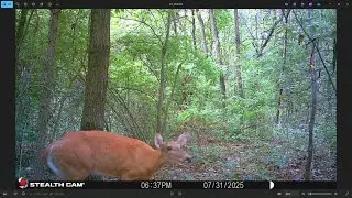Checking Trail Cameras & Planning Future Hunts | Stand Setups, Blind Placement & Long-Term Strategy