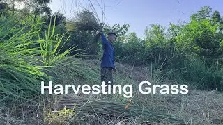 Ancient Craft, Modern Comfort: Harvesting Grass for a Traditional Roof