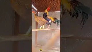 Pure Desi Murgha | Desi Hen | Aseel | Beautiful | Viral |  @MeraShouqIslamabad051 ​#beautifulrooster