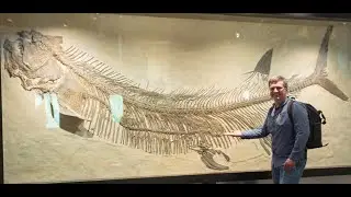 Xiphactinus audax &laquo;Рыба-бульдог&raquo;: Ужас глубин #палеонтология #доисторическаяжизнь