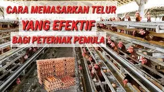 Cara Memasarkan Telur Bagi Peternak Pemula