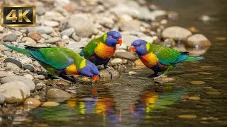 Calm Focus Piano with Birdsong and River Sounds for Study, Sleep and Stress Relief