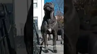 El perro m&aacute;s intimidante&hellip; &iexcl;y tambi&eacute;n el m&aacute;s fiel!