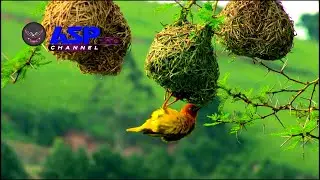 Amazing birds in the wild | animal planet | relax