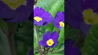 Lovely Primula in my Fairy Garden #shorts #fairygarden #primula
