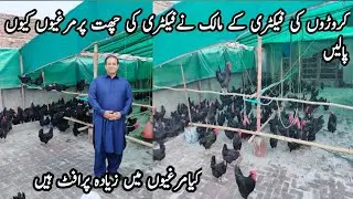 Free range Australorp hen farm in Pakistan||Free range chicken farm in Pakistan||Australorp hen farm