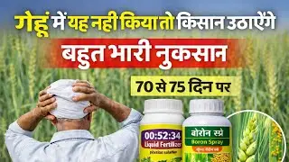  Gehun ki fasal 70 se 75 Din yah Kaam Nahin Kiya To nuksan uthana pakka किसान पथ | Kisan path