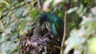 Colibri coruscans