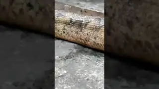KING COBRA RAKSASA VS PYTHON MONSTER...!! #SNAKE #ULAR #KINGCOBRA #PYTHON #VIRAL #SHORT #ANIMALS