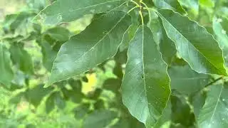 Chinquapin (Chinkapin) Oak - Quercus muehlenbergii - 10 year old tree producing acorns