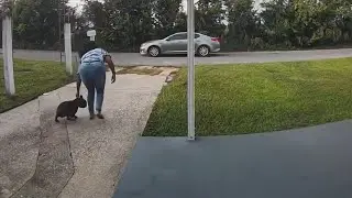 Caught on camera: Alleged dog theft ends in happy reunion