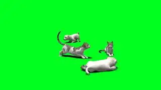 animals green screen videos,dog green screen,cat green screen videos,green screen videos