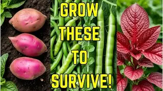Top 7 High-Calorie Crops for Your Survival Garden