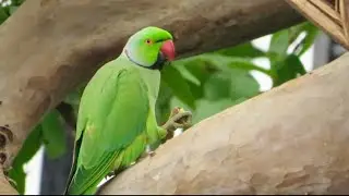 A Parrot Eating Guava on Biggest Tree