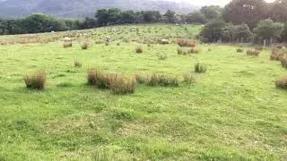 Time lapse sheep